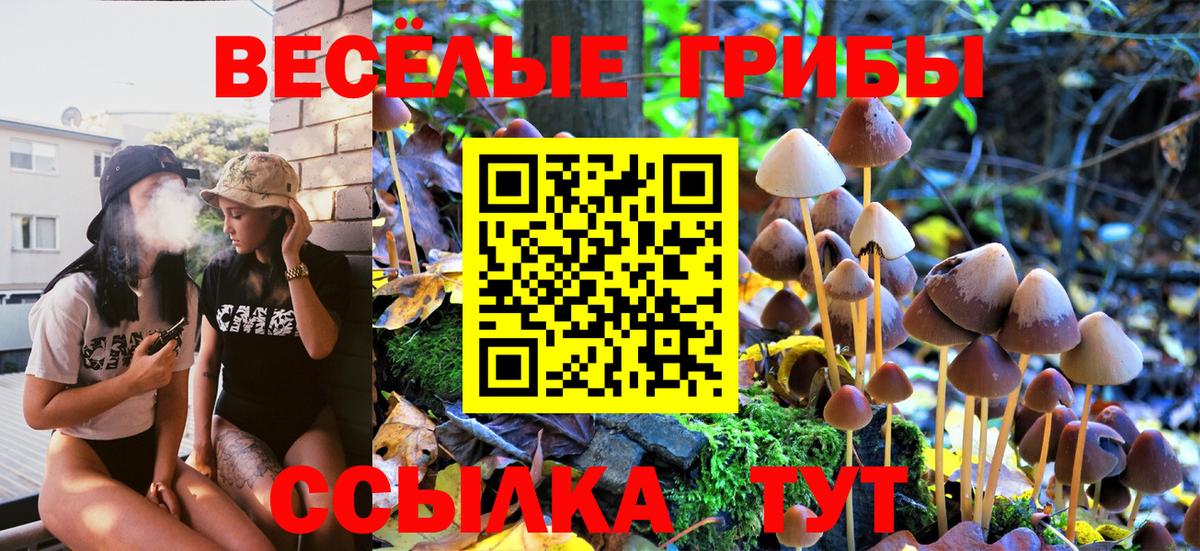 Галлюциногенные грибы Psilocybine cubensis Тимашёвск
